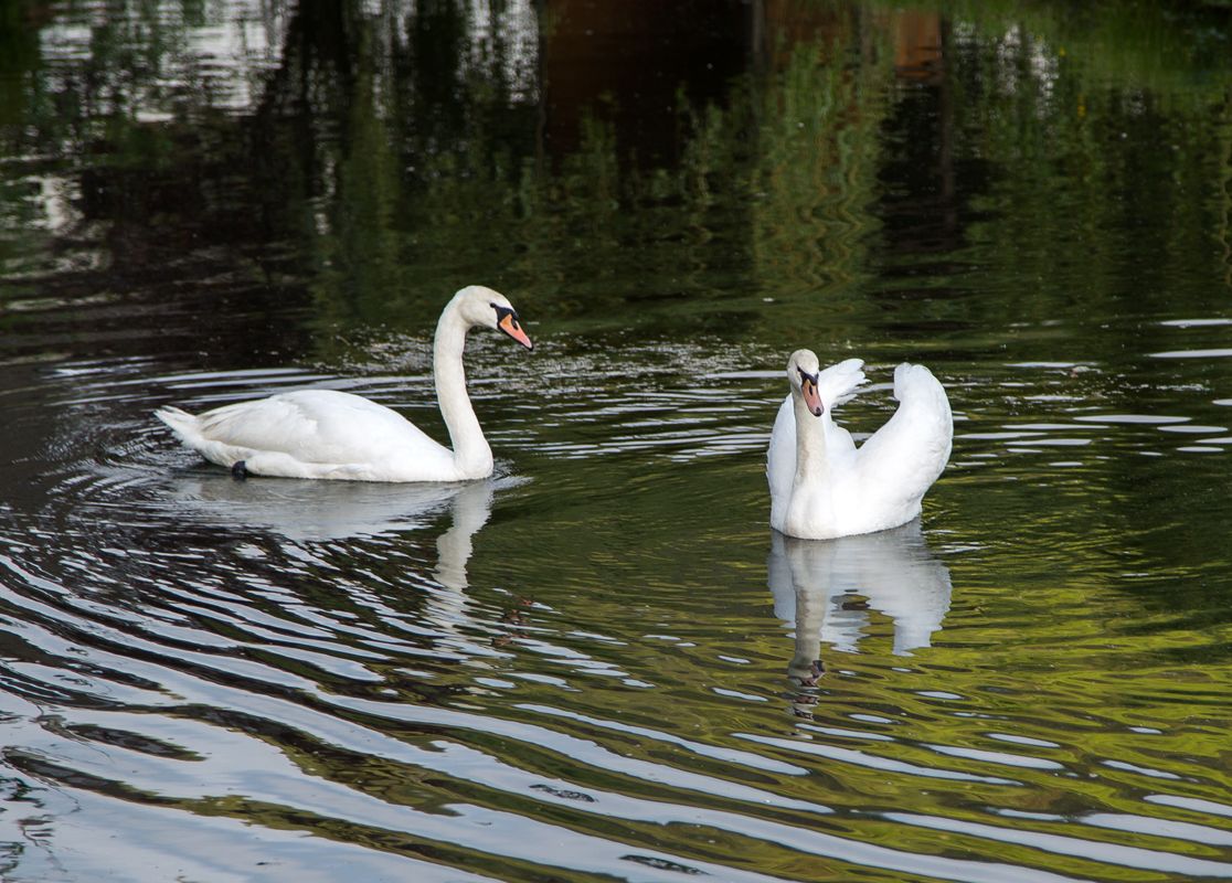 Hotel Restaurant Löwen - Landschaft, Wasser, Schwäne