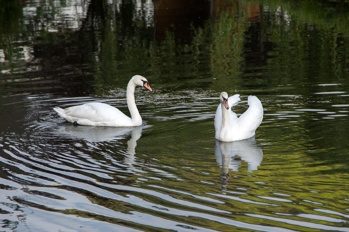 Hotel Restaurant Löwen - Landschaft, Wasser, Schwäne
