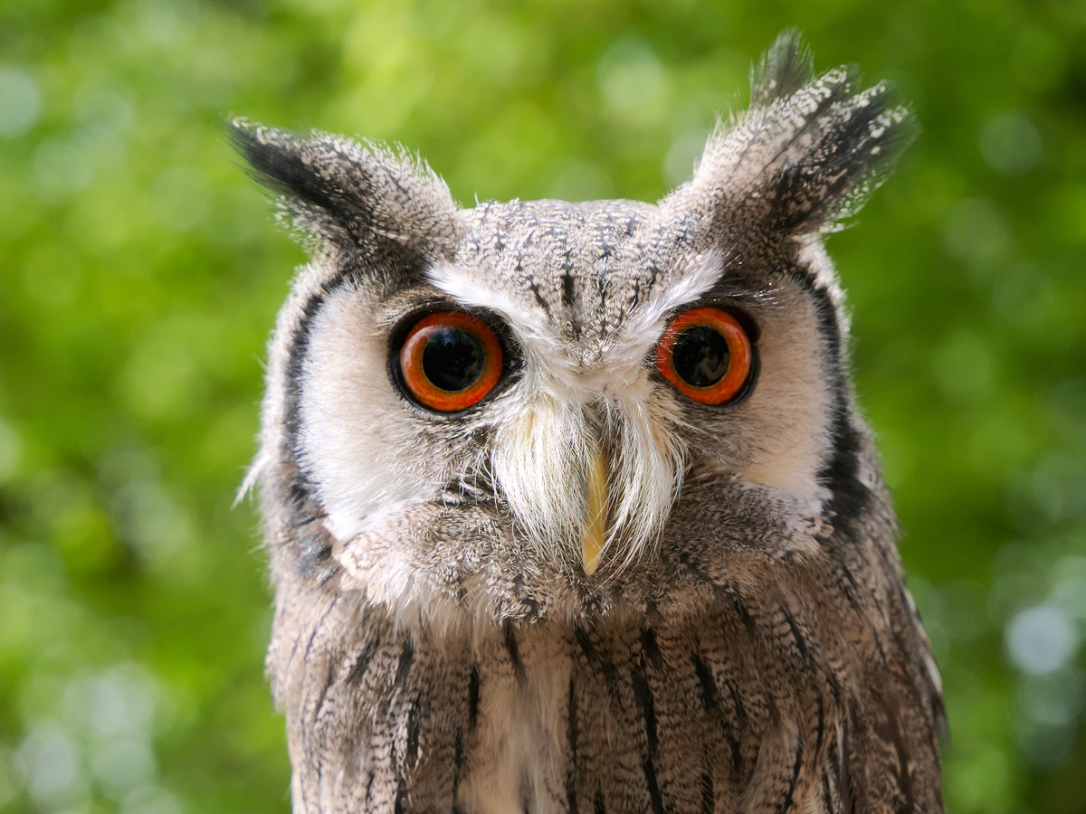 Vogelpark Steinen