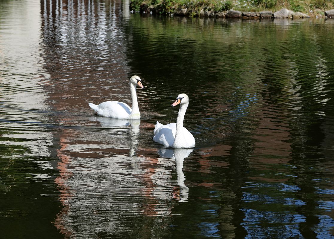 Hotel Restaurant Löwen - Landschaft, Wasser, Schwäne