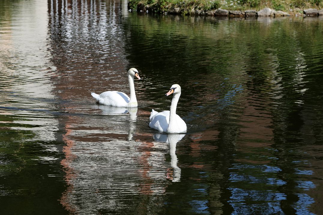 Hotel Restaurant Löwen - Landschaft, Wasser, Schwäne