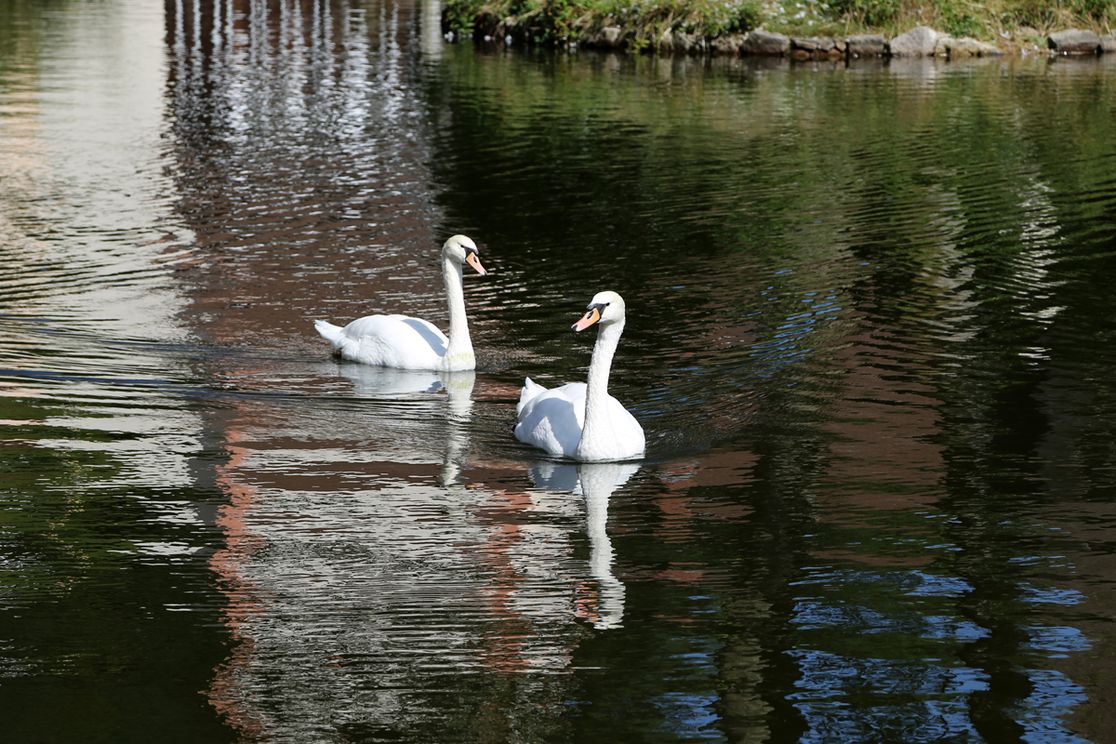 Hotel Restaurant Löwen - Landschaft, Wasser, Schwäne