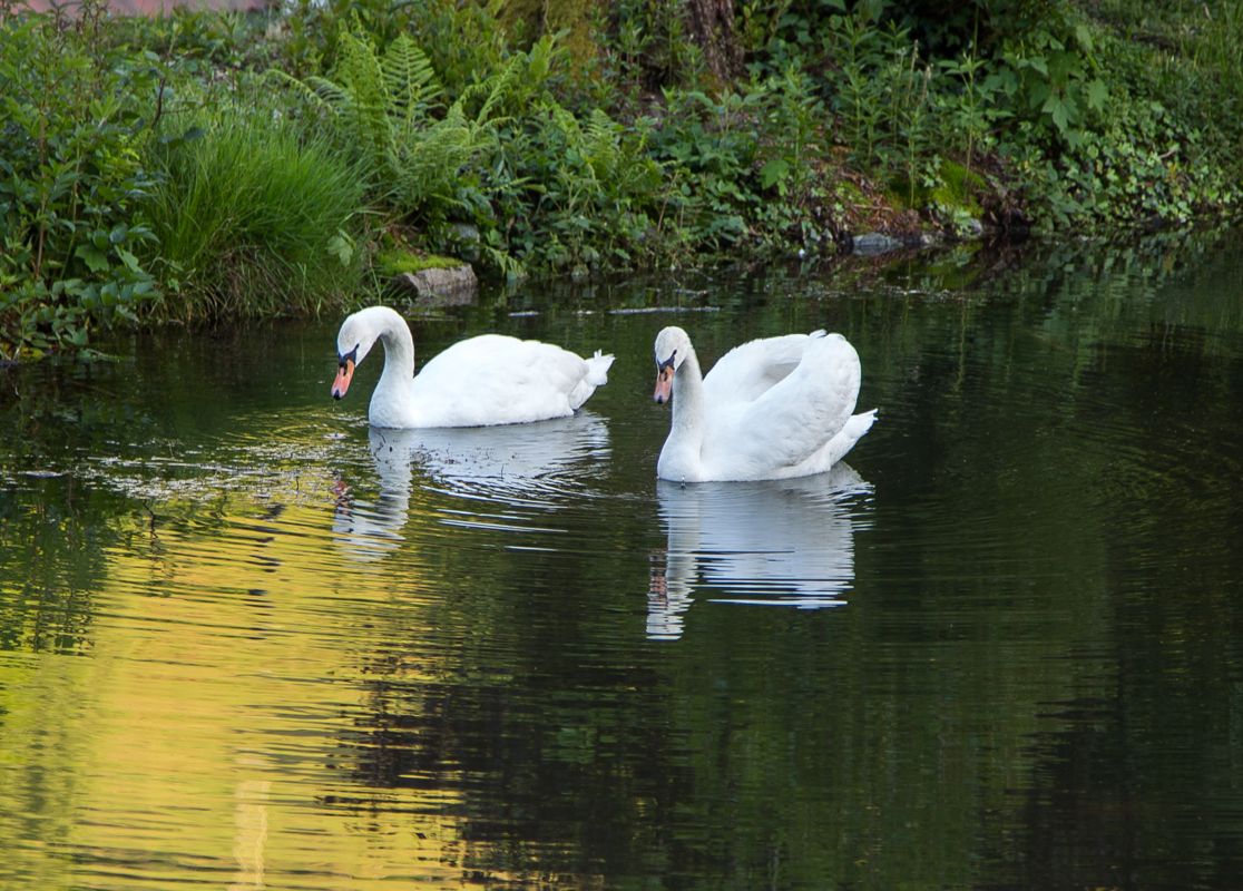 Hotel Restaurant Löwen - Landschaft, Wasser, Schwäne