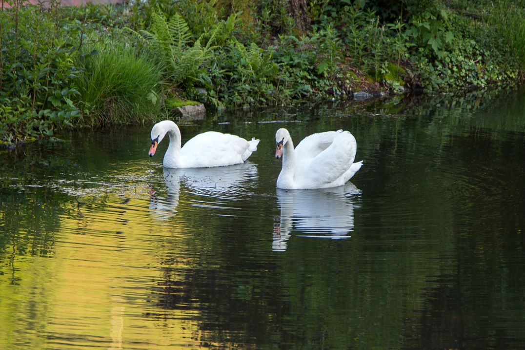 Hotel Restaurant Löwen - Landschaft, Wasser, Schwäne