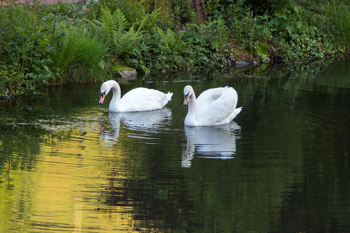 Hotel Restaurant Löwen - Landschaft, Wasser, Schwäne